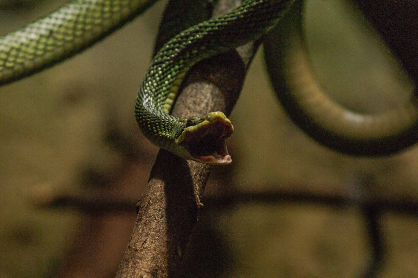 2016-02-17 - Tierpark und Fossilium Bochum