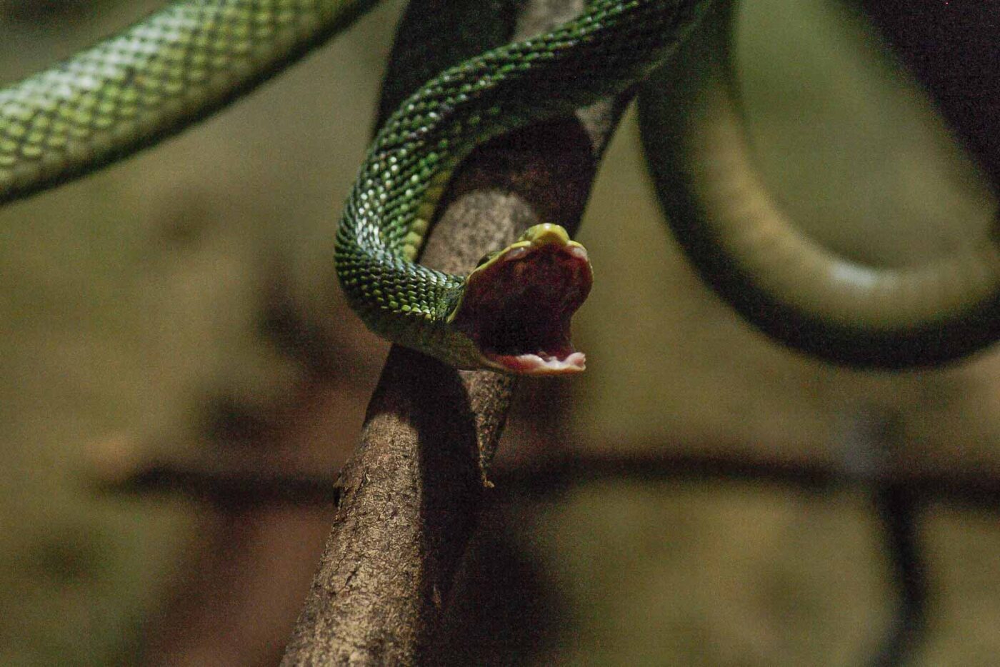 2016-02-17 - Tierpark und Fossilium Bochum