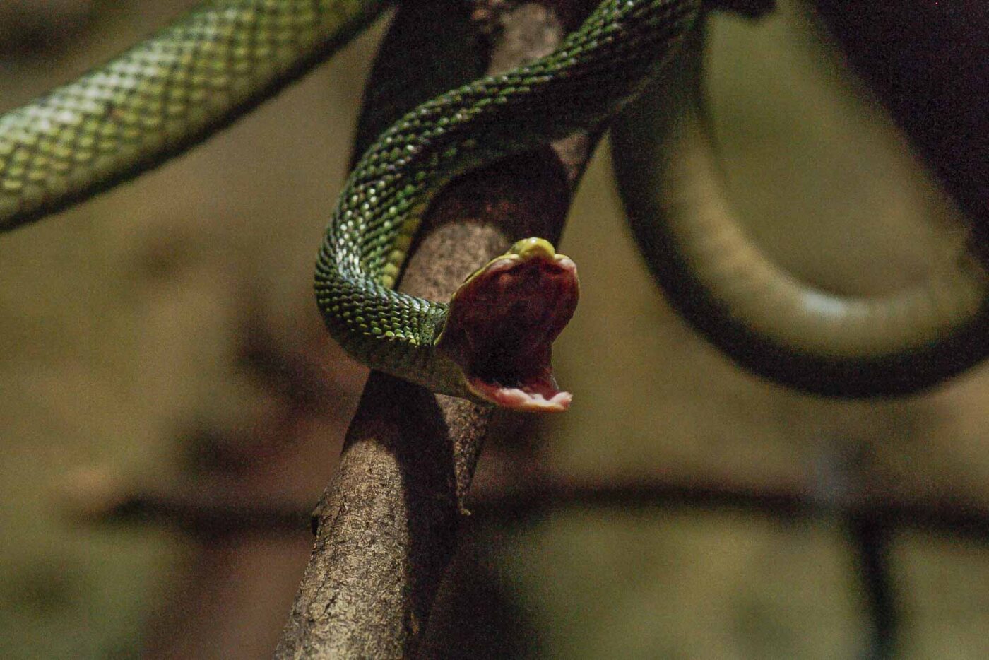 2016-02-17 - Tierpark und Fossilium Bochum