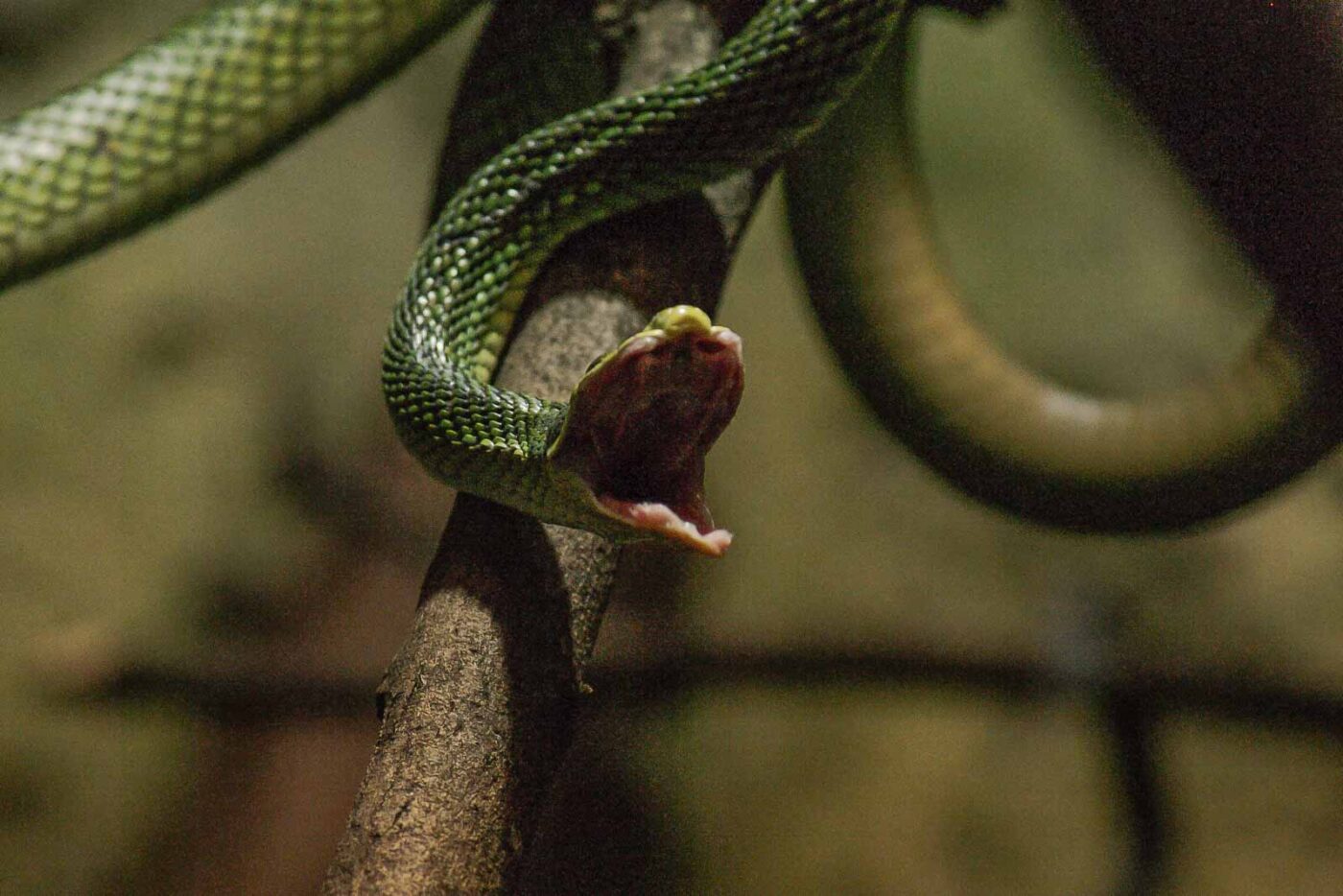 2016-02-17 - Tierpark und Fossilium Bochum