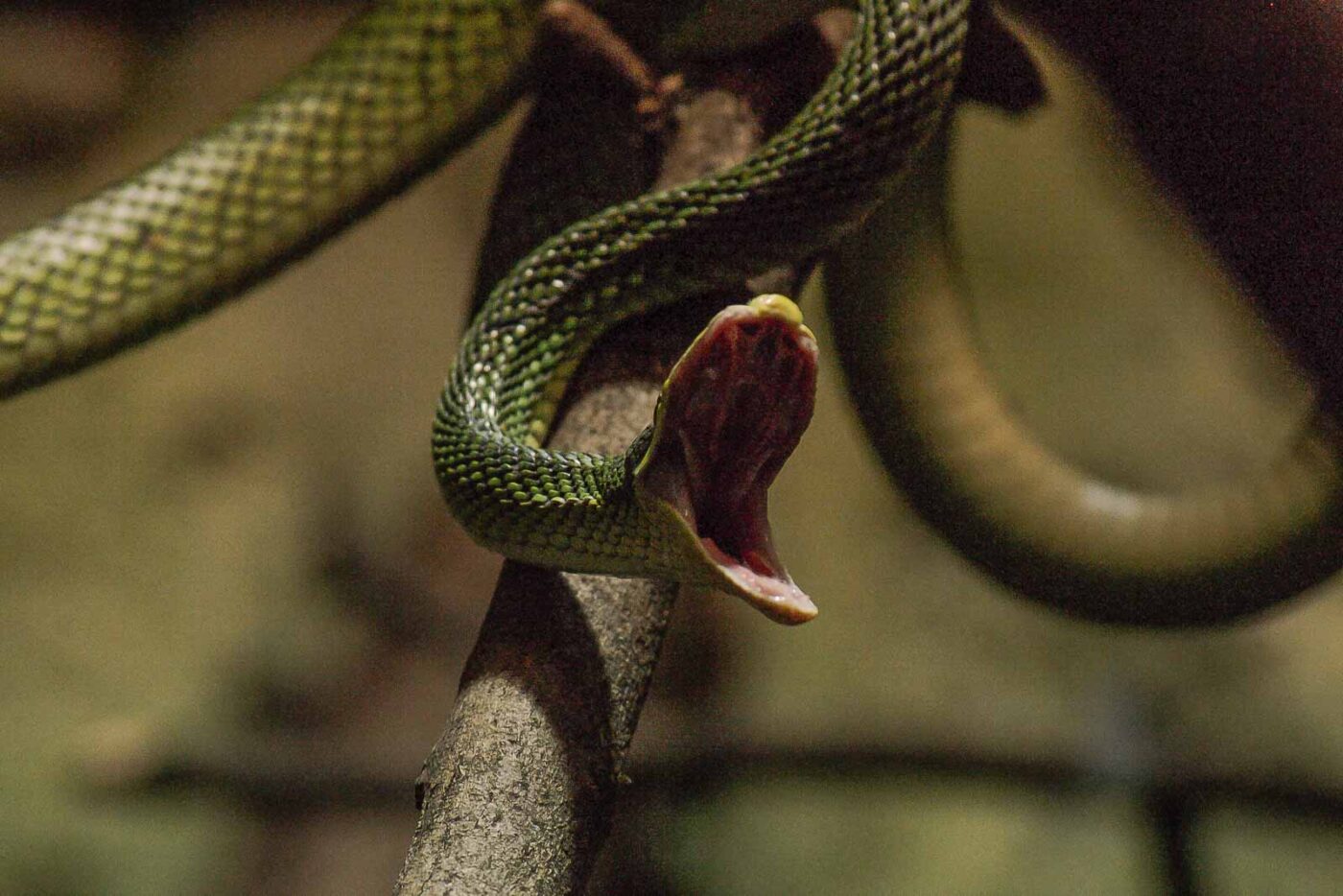 2016-02-17 - Tierpark und Fossilium Bochum