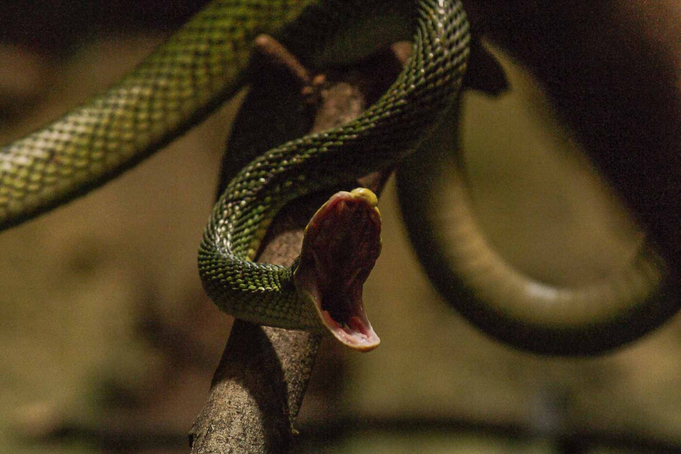 2016-02-17 - Tierpark und Fossilium Bochum