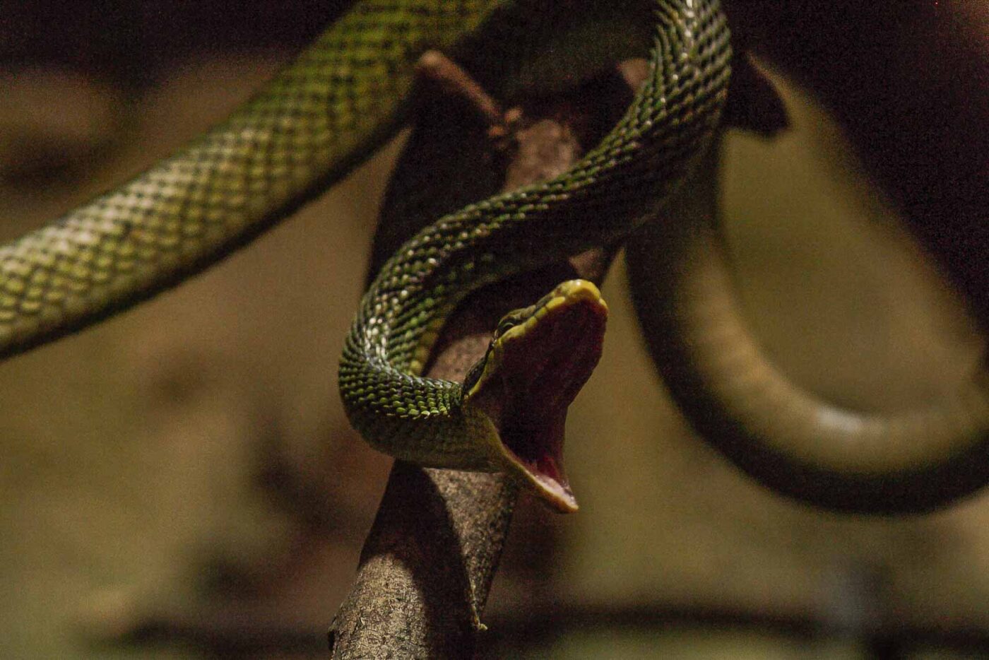 2016-02-17 - Tierpark und Fossilium Bochum