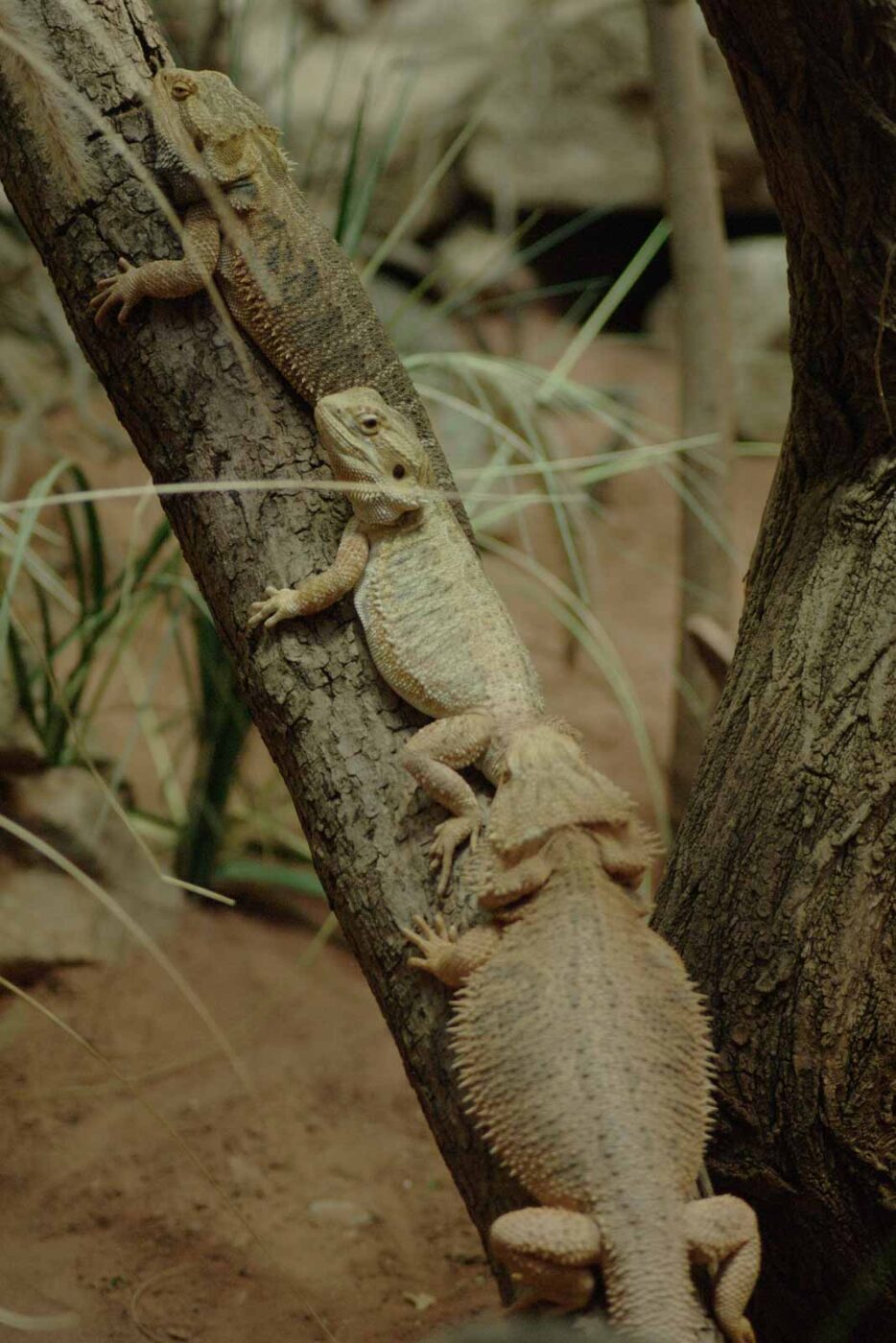 2016-02-17 - Tierpark und Fossilium Bochum