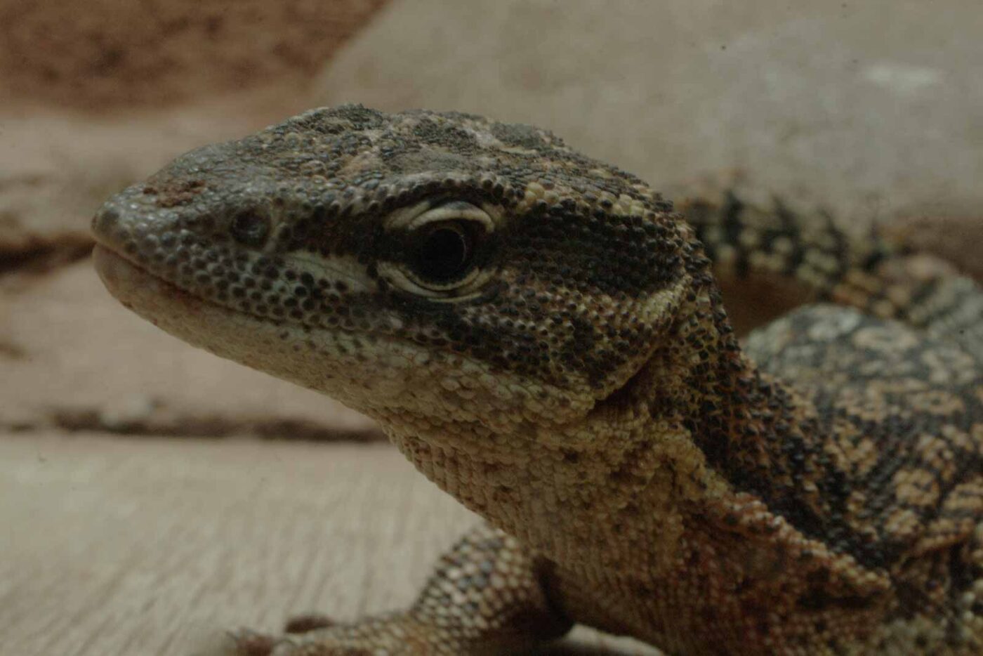 2016-02-17 - Tierpark und Fossilium Bochum