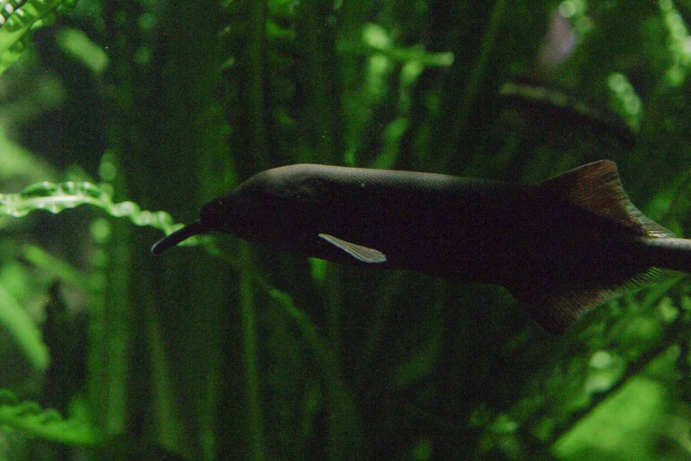 2016-02-17 - Tierpark und Fossilium Bochum