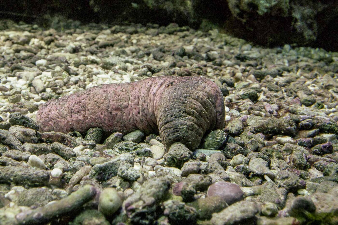 2016-02-19 - Tierpark und Fossilium Bochum