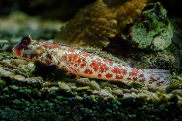 2016-02-19 - Tierpark und Fossilium Bochum