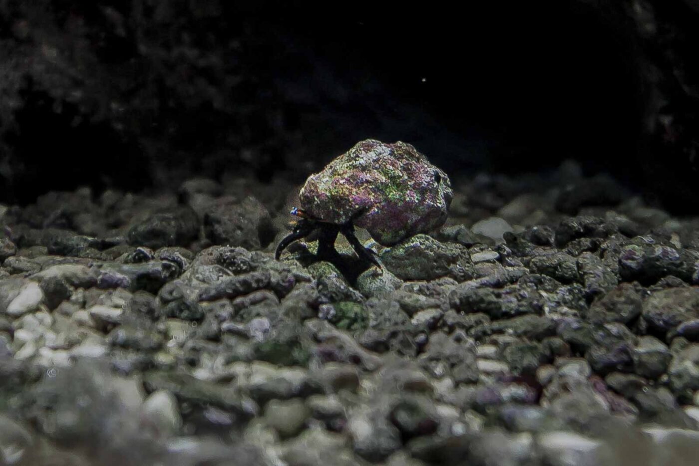 2016-02-19 - Tierpark und Fossilium Bochum