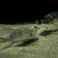 2016-02-19 - Tierpark und Fossilium Bochum