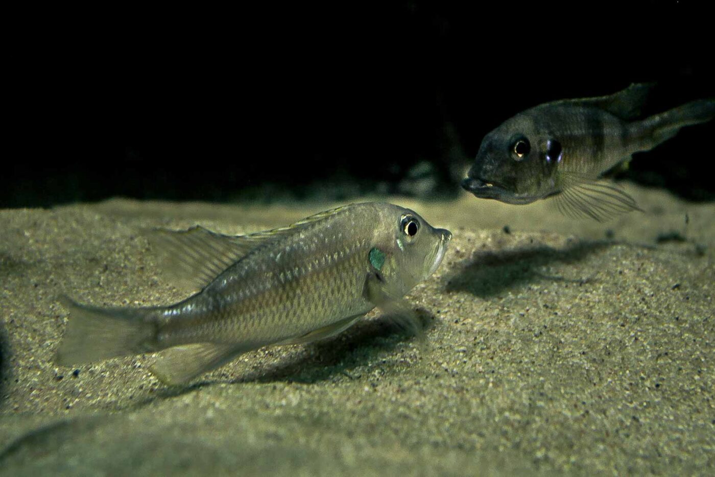 2016-02-19 - Tierpark und Fossilium Bochum