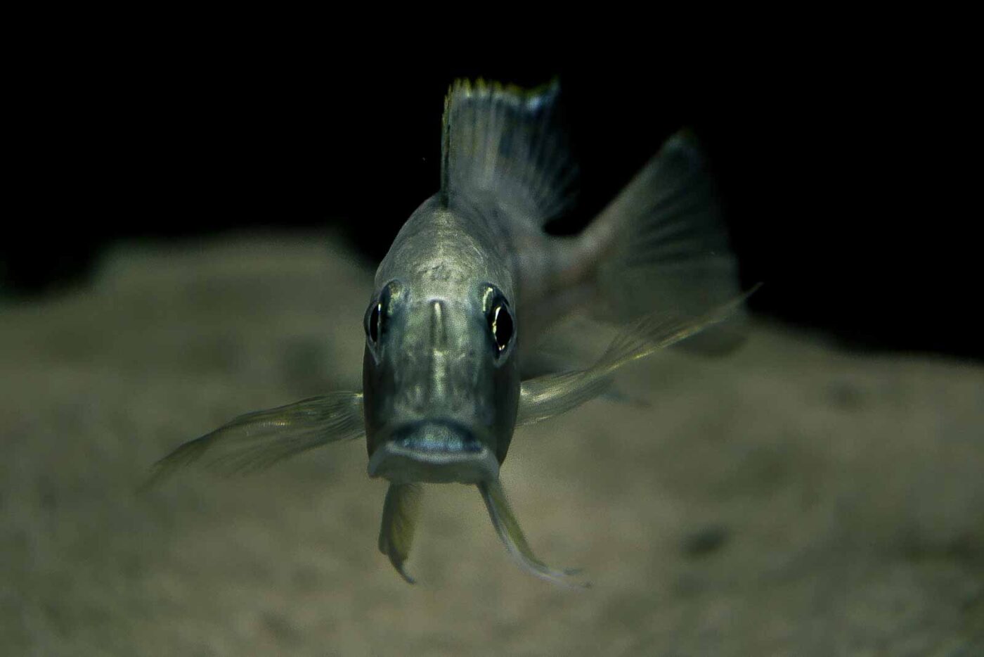 2016-02-19 - Tierpark und Fossilium Bochum