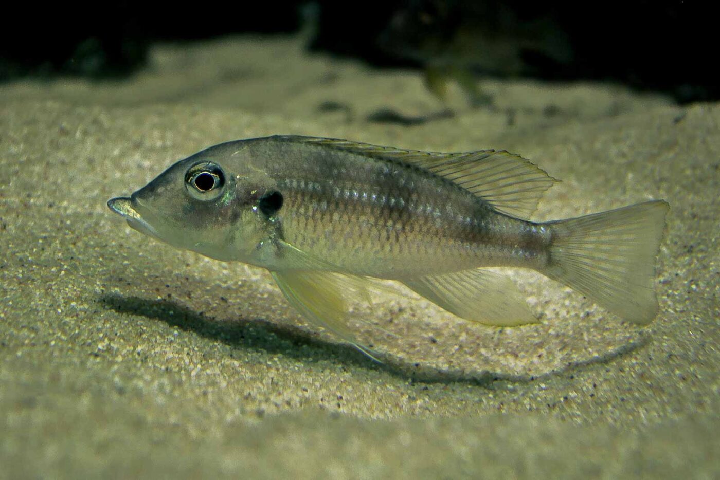 2016-02-19 - Tierpark und Fossilium Bochum