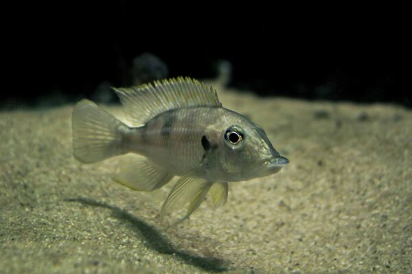 2016-02-19 - Tierpark und Fossilium Bochum