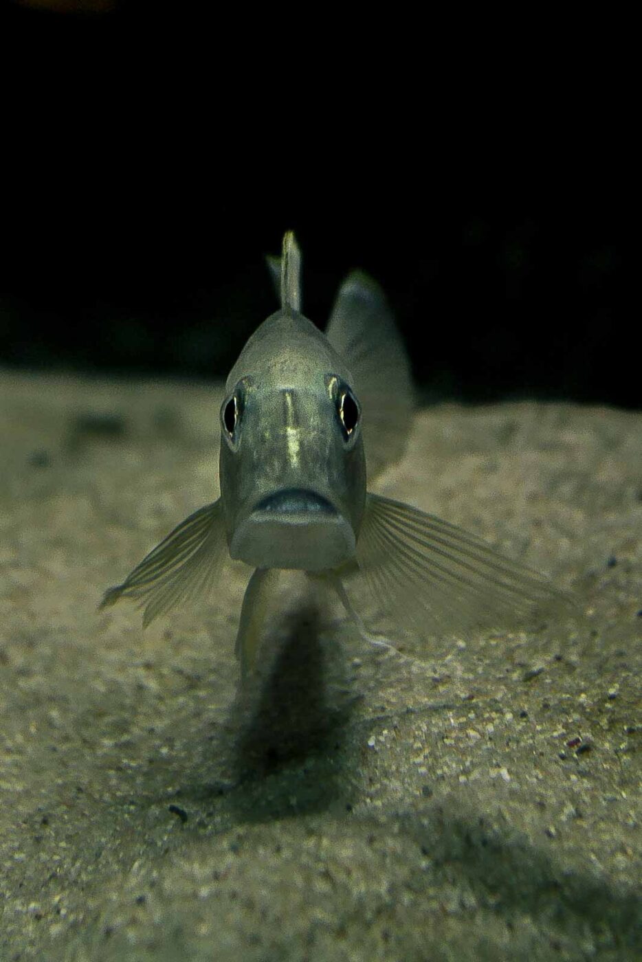 2016-02-19 - Tierpark und Fossilium Bochum