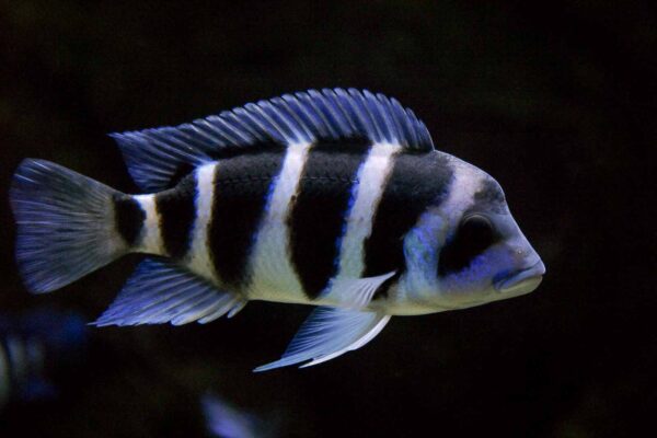 2016-02-19 - Tierpark und Fossilium Bochum