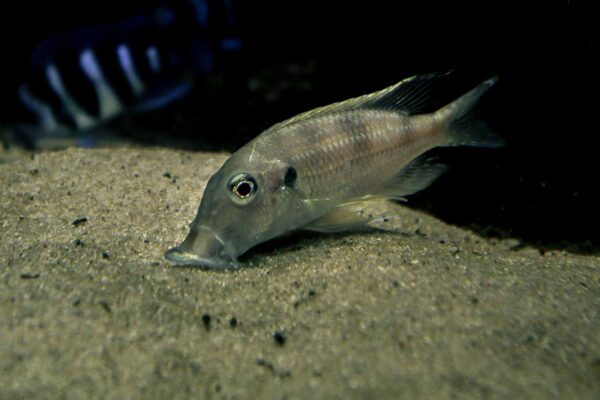 2016-02-19 - Tierpark und Fossilium Bochum