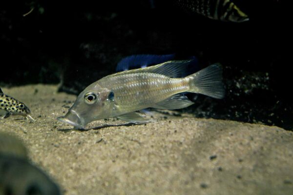 2016-02-19 - Tierpark und Fossilium Bochum
