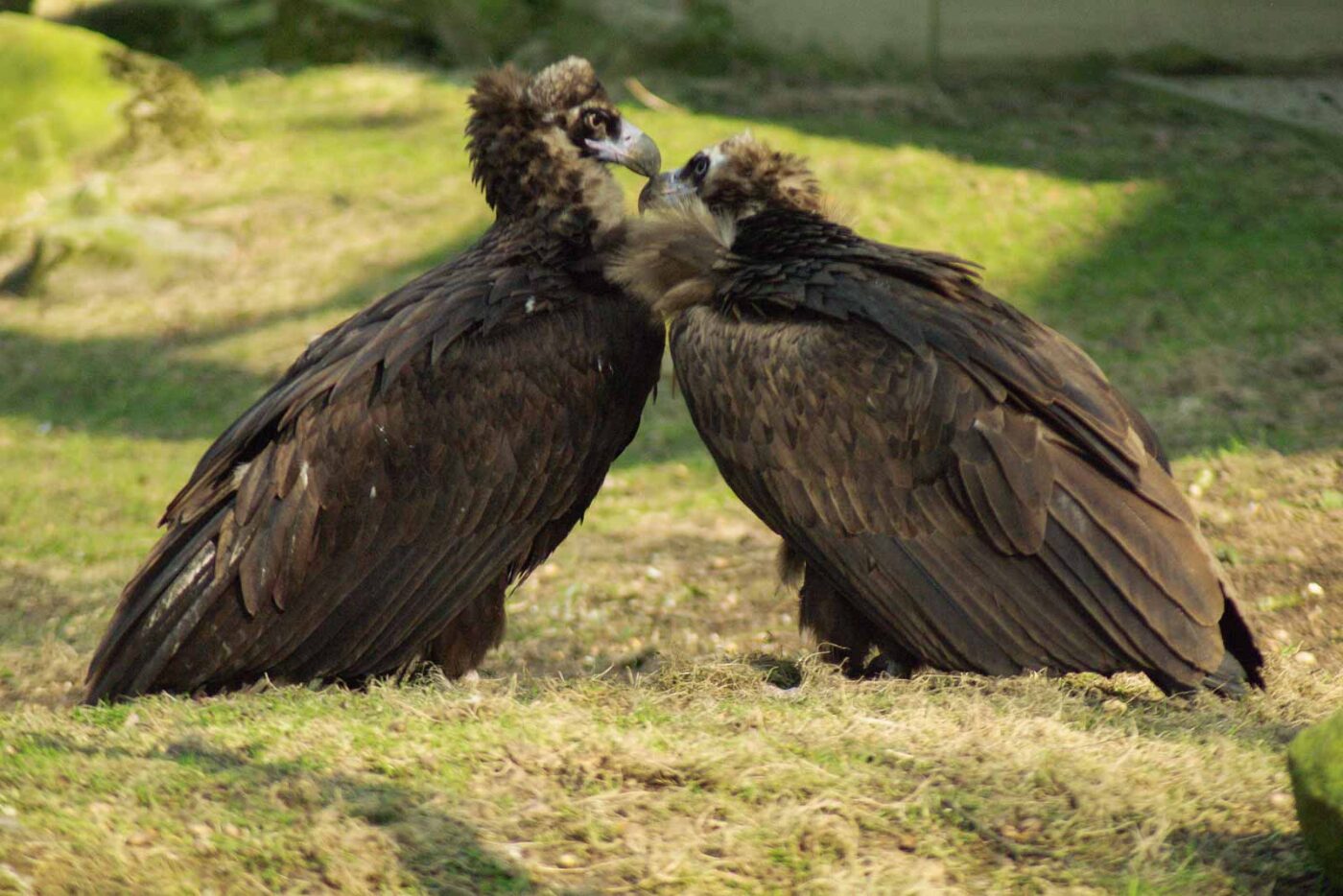 2016-03-10 - Allwetterzoo Münster