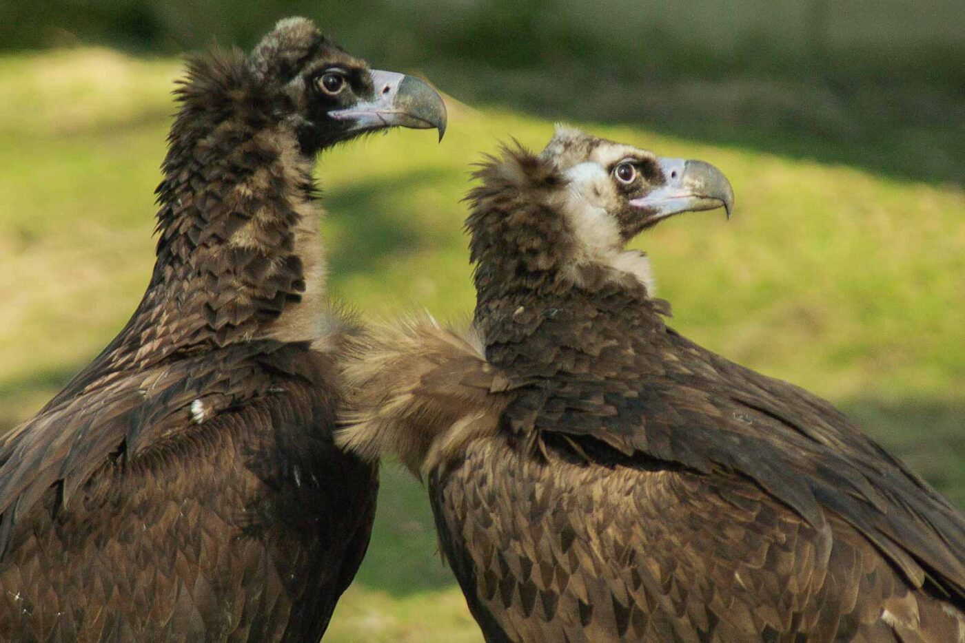 2016-03-10 - Allwetterzoo Münster