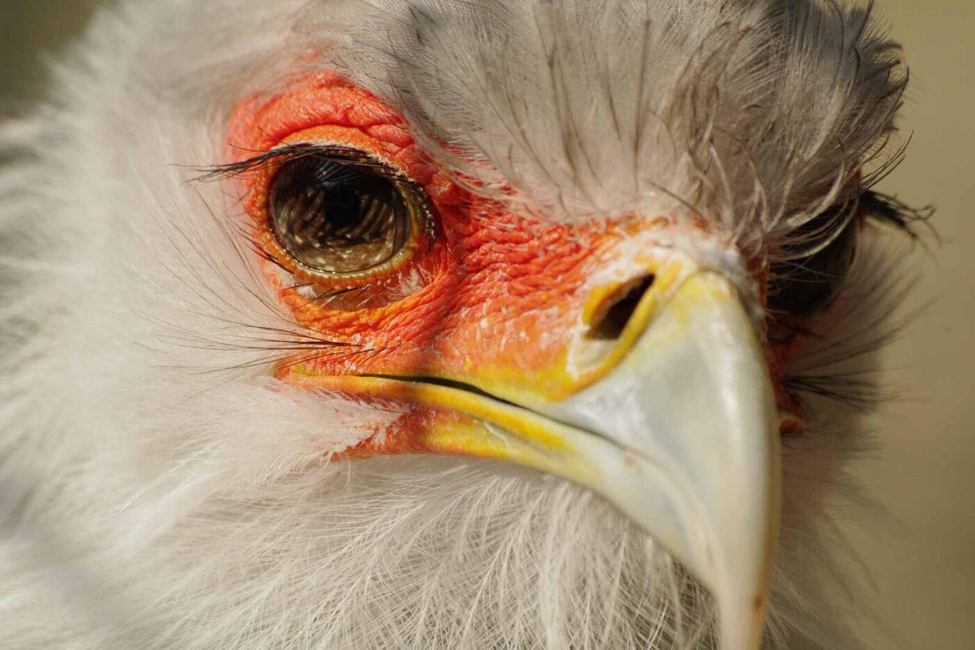 2016-03-10 - Allwetterzoo Münster