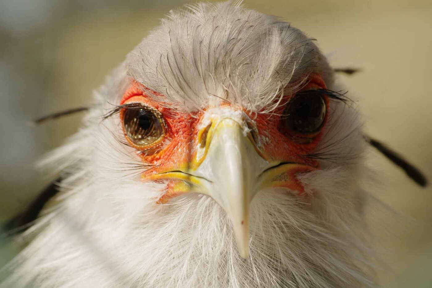 2016-03-10 - Allwetterzoo Münster