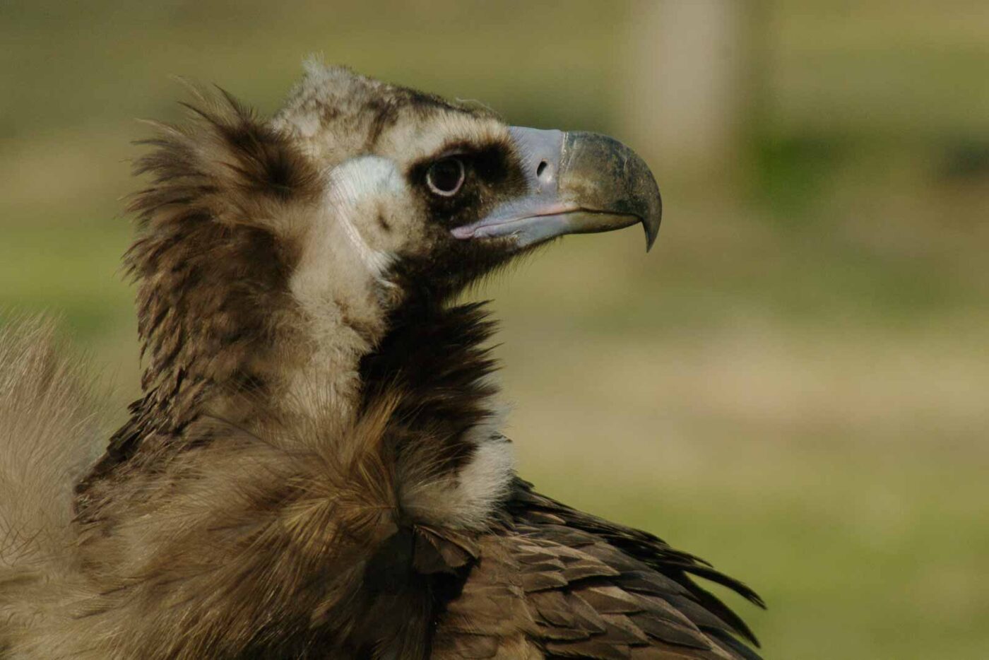 2016-03-10 - Allwetterzoo Münster