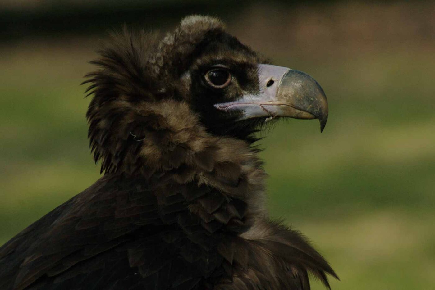 2016-03-10 - Allwetterzoo Münster