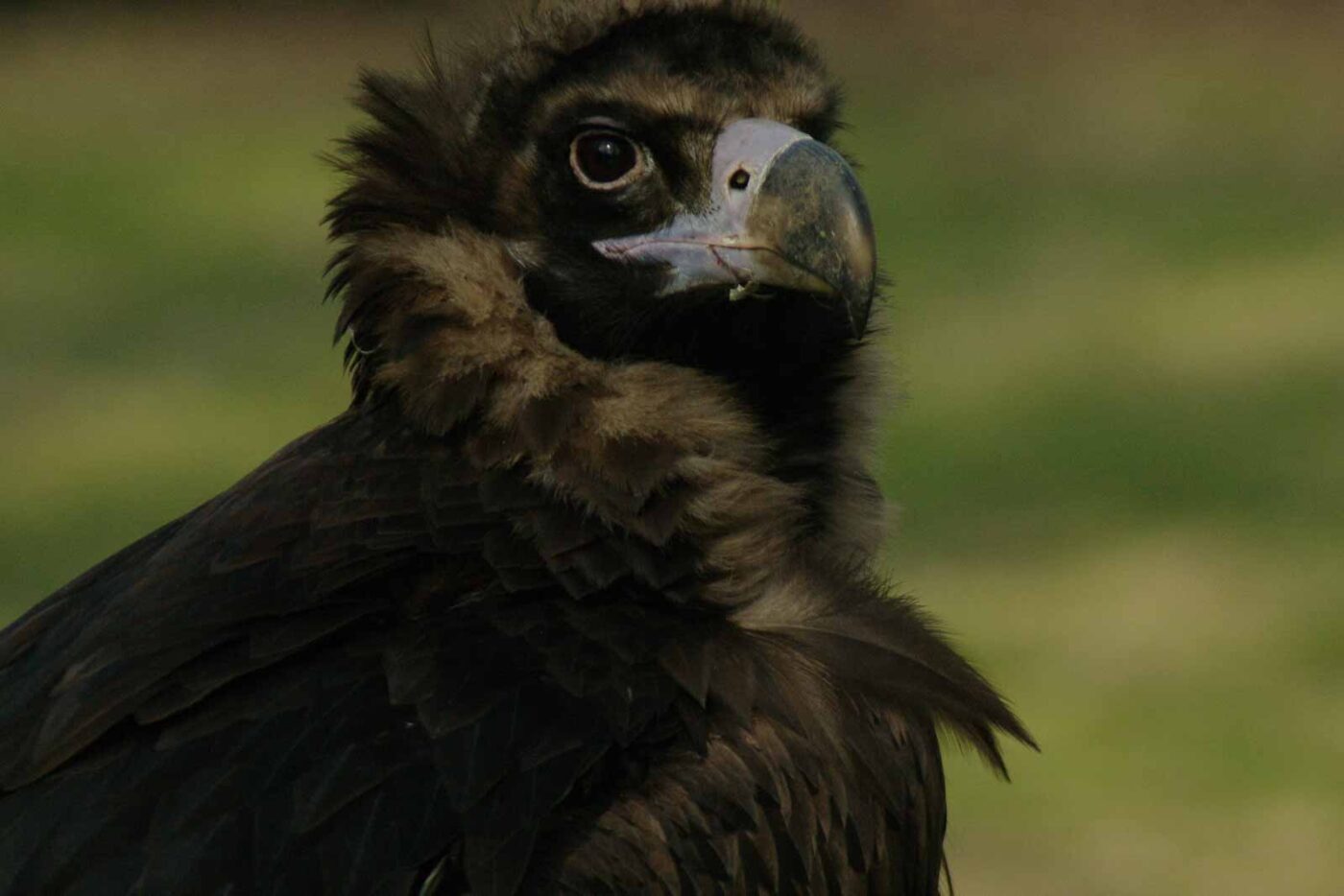 2016-03-10 - Allwetterzoo Münster