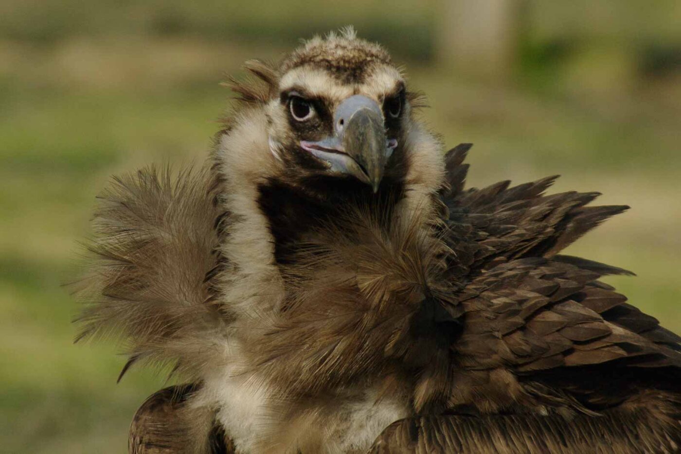2016-03-10 - Allwetterzoo Münster