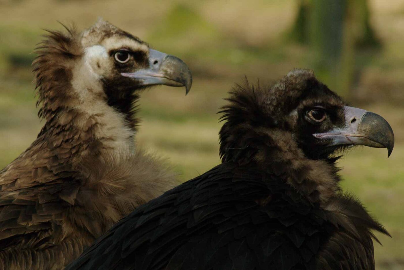 2016-03-10 - Allwetterzoo Münster