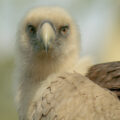 2016-03-10 - Allwetterzoo Münster