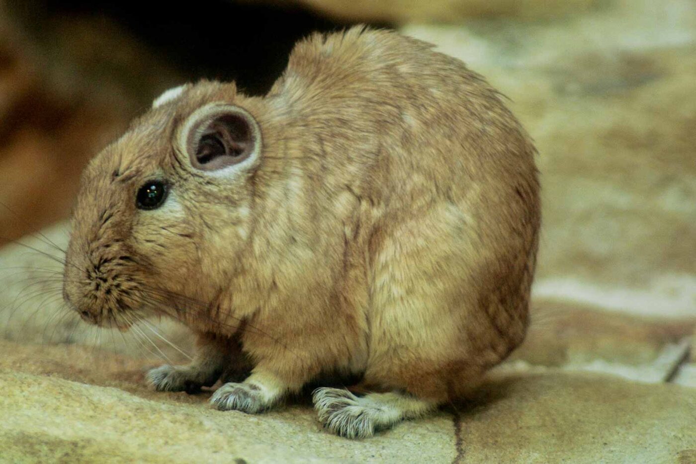 2016-03-10 - Allwetterzoo Münster