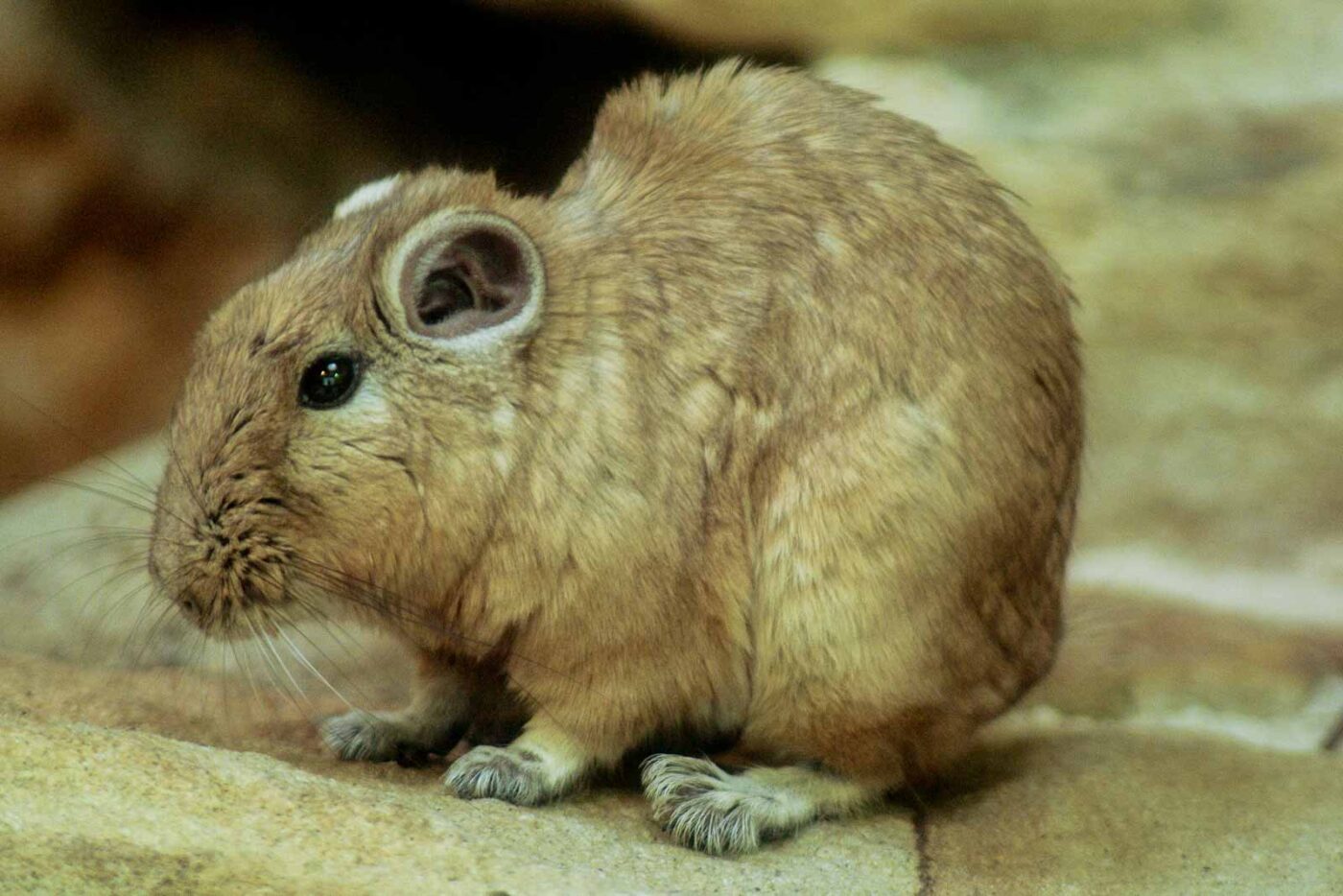 2016-03-10 - Allwetterzoo Münster