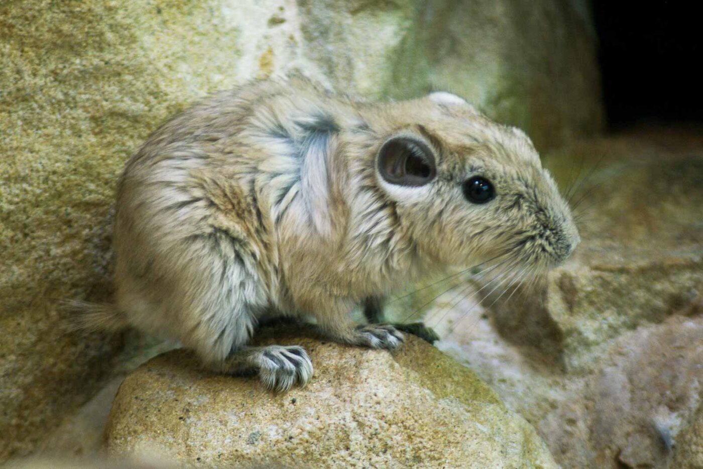 2016-03-10 - Allwetterzoo Münster