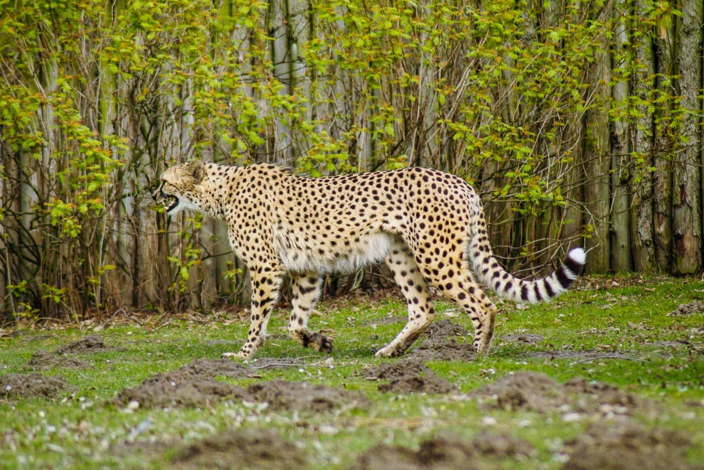 2016-03-10 - Allwetterzoo Münster