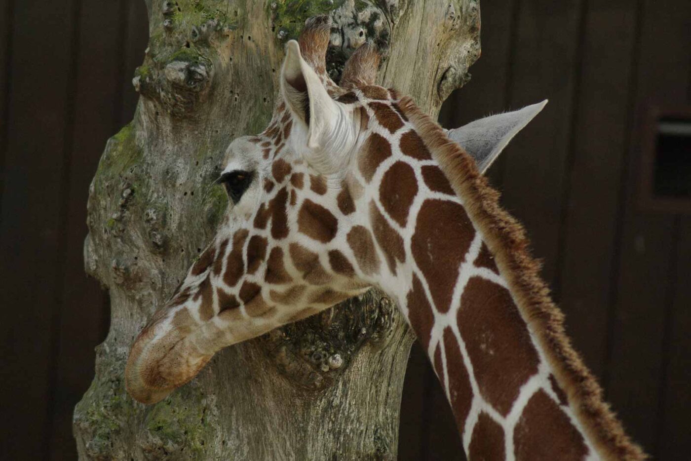 2016-03-10 - Allwetterzoo Münster