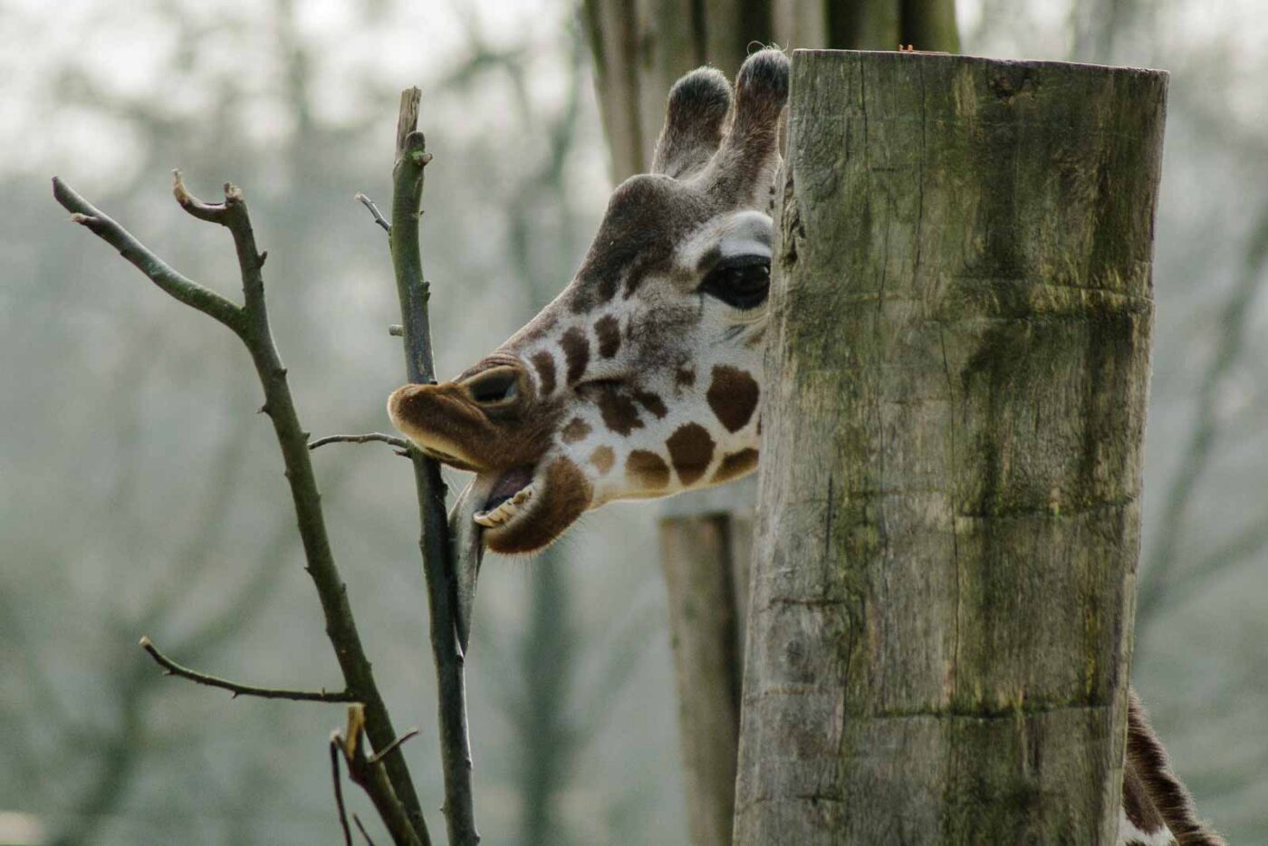 2016-03-10 - Allwetterzoo Münster