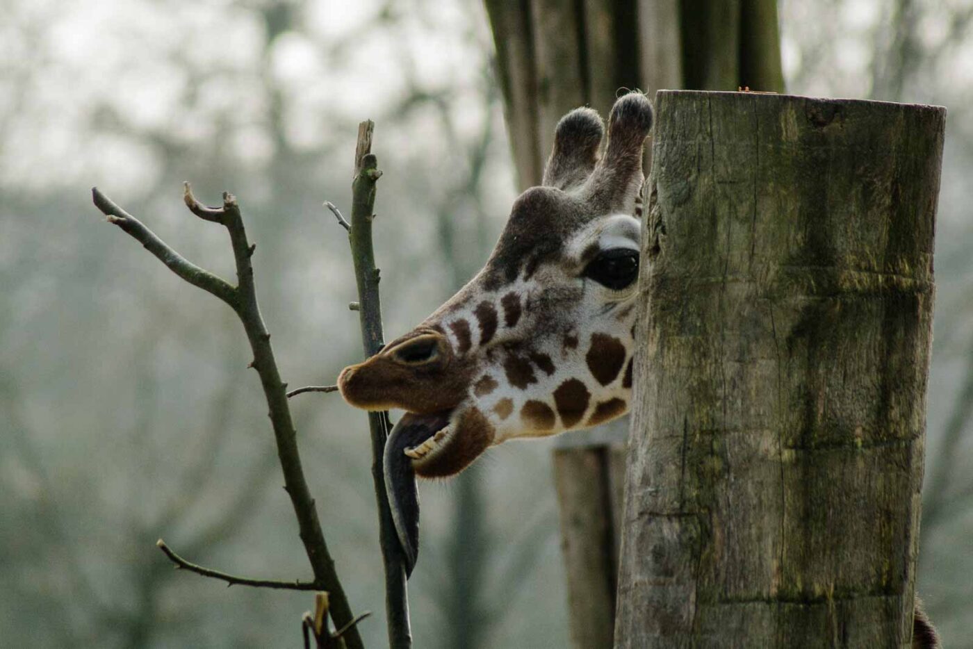 2016-03-10 - Allwetterzoo Münster