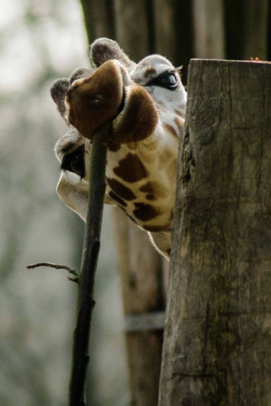 2016-03-10 - Allwetterzoo Münster