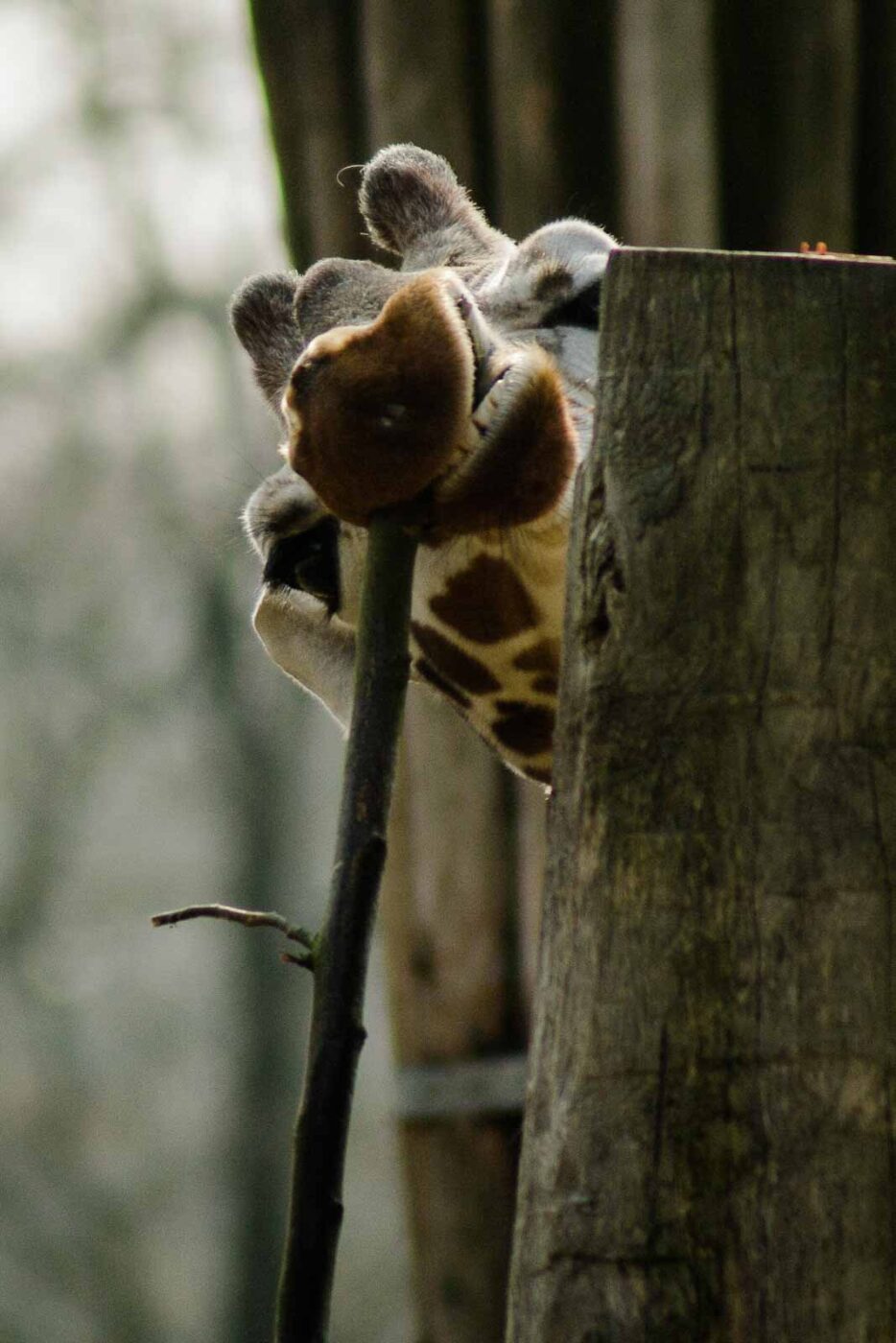 2016-03-10 - Allwetterzoo Münster