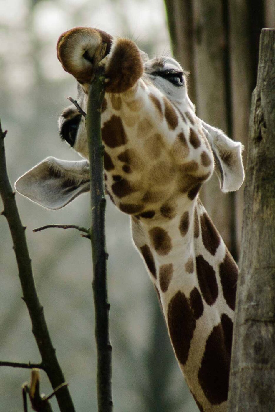 2016-03-10 - Allwetterzoo Münster