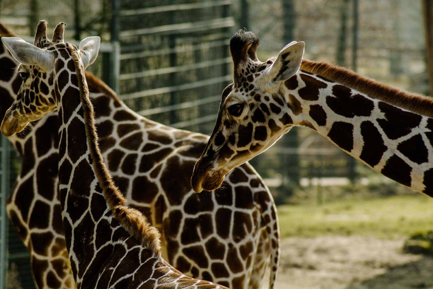 2016-03-10 - Allwetterzoo Münster