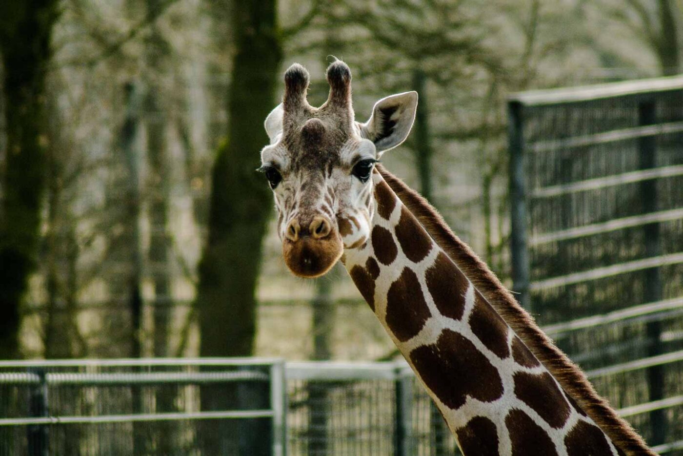 2016-03-10 - Allwetterzoo Münster