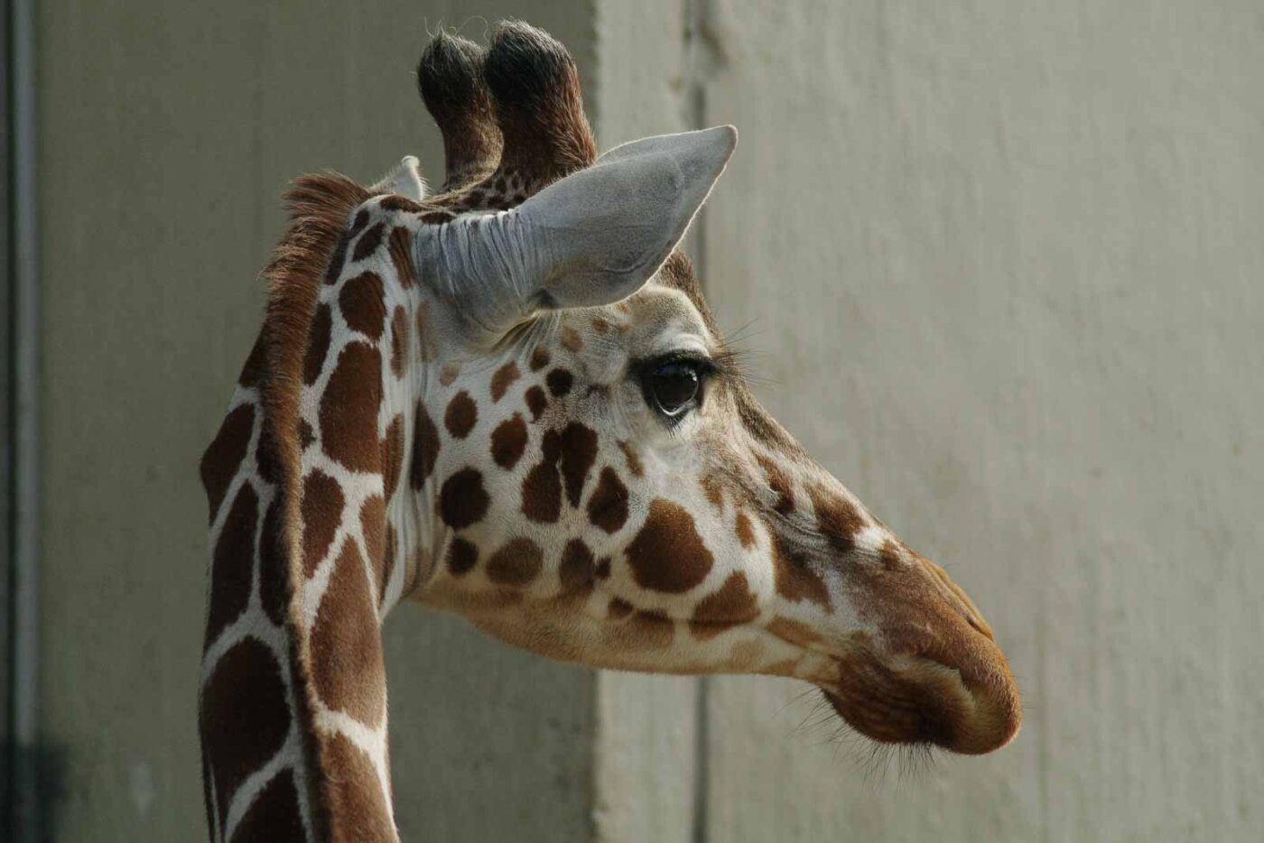 2016-03-10 - Allwetterzoo Münster