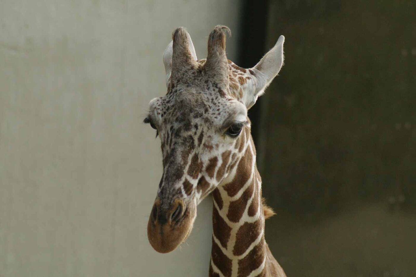 2016-03-10 - Allwetterzoo Münster