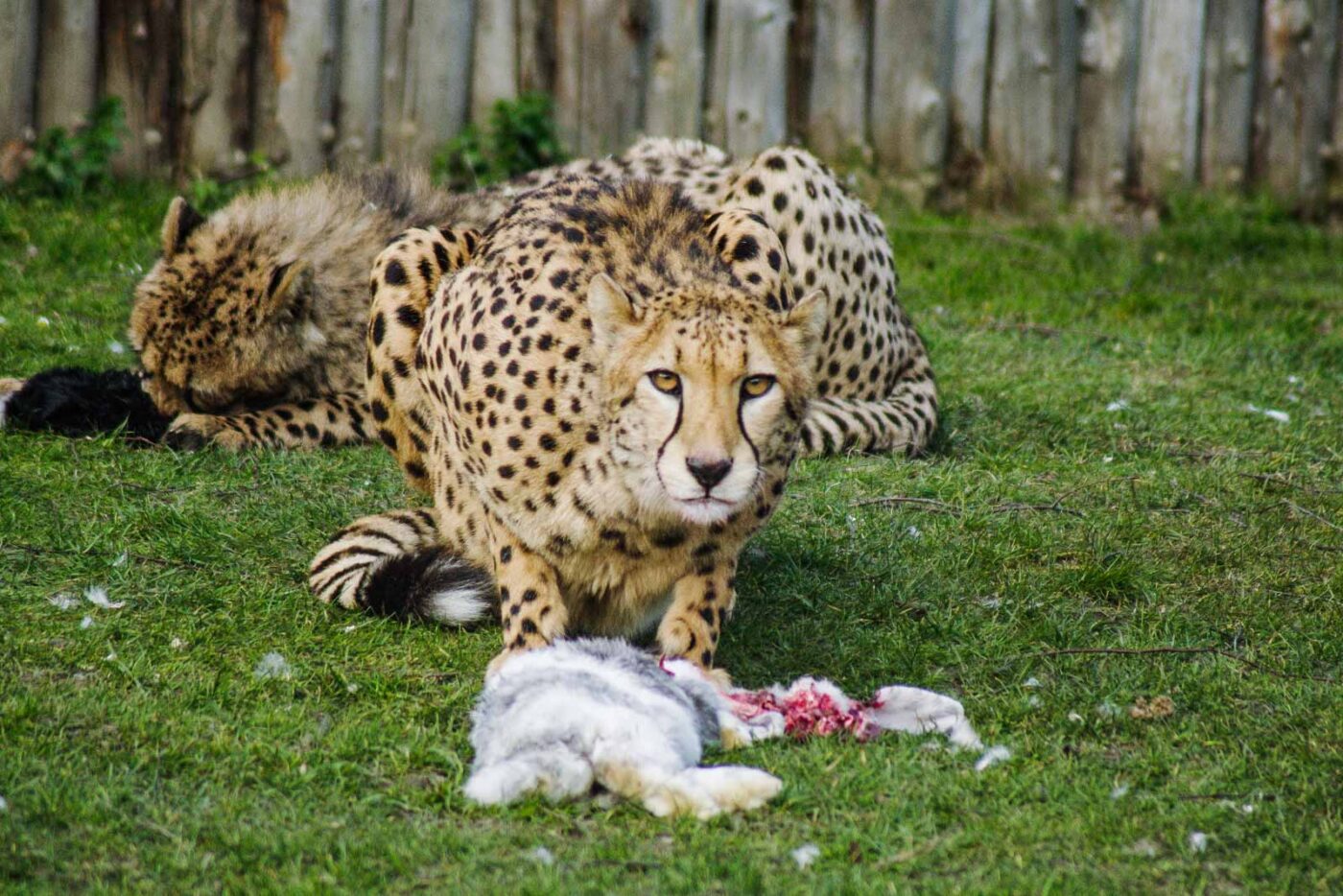 2016-03-10 - Allwetterzoo Münster