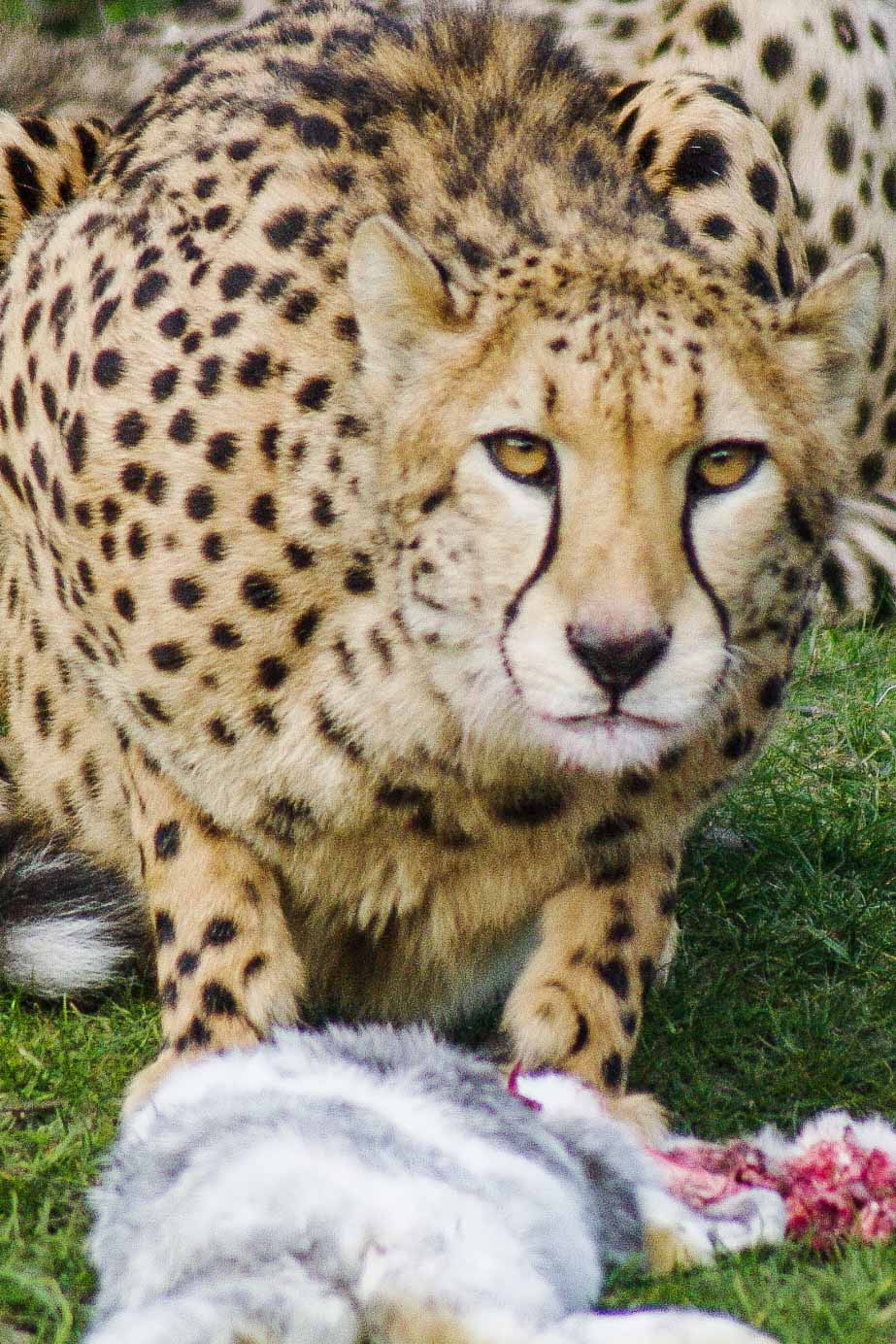 2016-03-10 - Allwetterzoo Münster