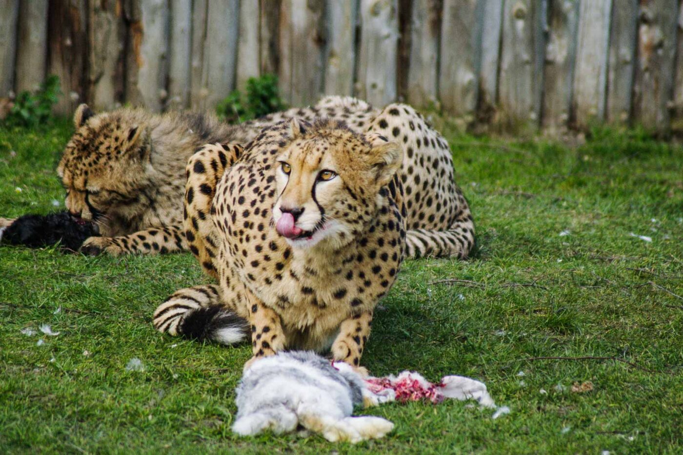 2016-03-10 - Allwetterzoo Münster