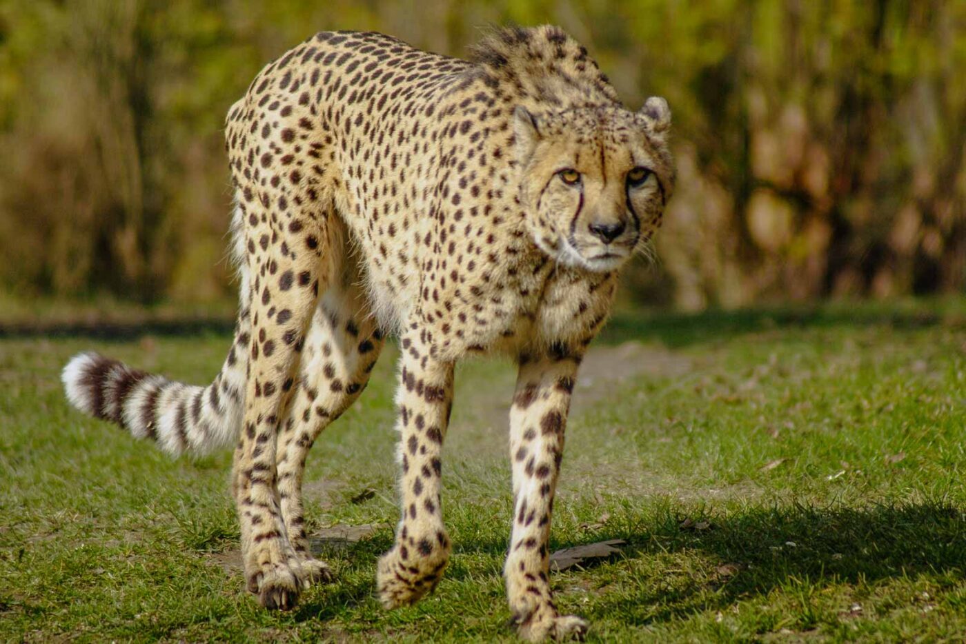 2016-03-10 - Allwetterzoo Münster